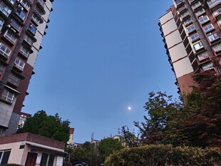 高楼间的蓝天与绿植