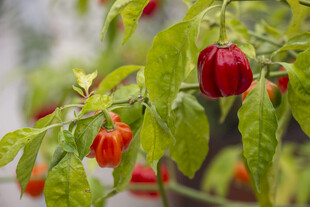 观赏辣椒