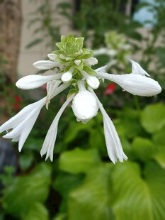 白色玉簪花绽放绿意间