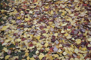 秋日落叶铺满地面的美景