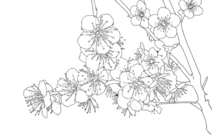 梅花线稿