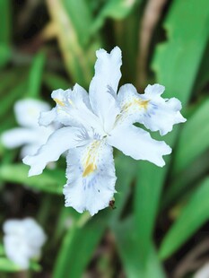 白色鸢尾花特写