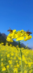 油菜花