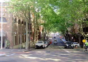 悉尼绿树成荫的静谧街道