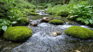 覆满青苔的石头