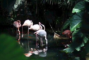 湿地中的优雅火烈鸟