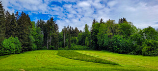 翠绿草坪上的开阔自然美景