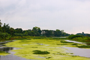 长满浮萍的宁静水域