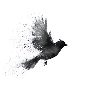 飞鸟粒子特效动感瞬间