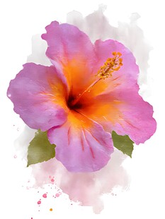 水彩绘绚丽芙蓉花朵