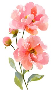 粉色娇艳花卉插画