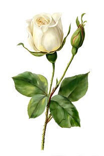 白玫瑰手绘插画