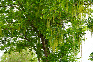 翠绿枫杨柳垂柳生机盎然