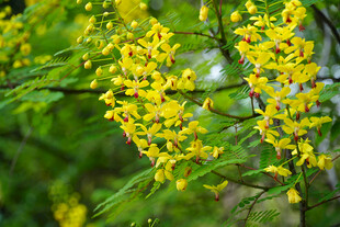 云实花金黄小花绽放枝头