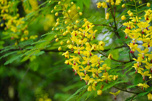 金黄云实花的花朵绽放