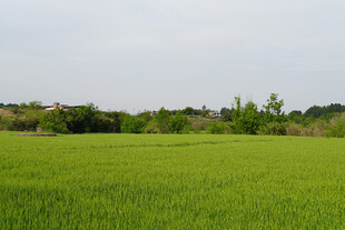 绿色田野风光