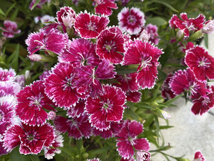 娇艳石竹花绽放