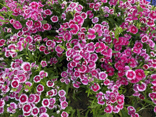 缤纷石竹花绽放美景