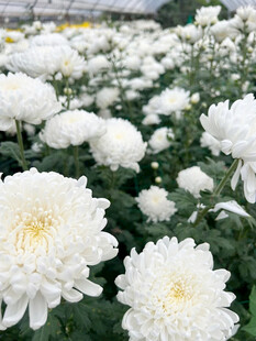 白菊花
