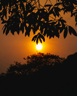夕阳透过树叶洒下暖光