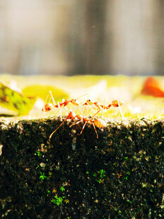 蚂蚁在绿植旁忙碌