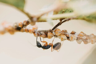 倒挂枝头的小昆虫
