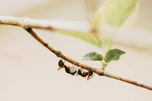 树枝上的毛毛虫