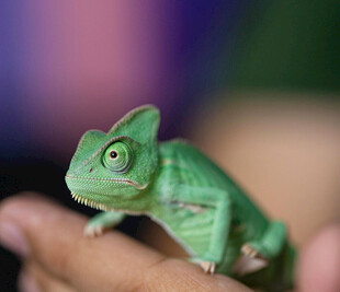 手掌上的绿色变色龙
