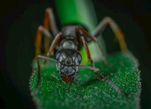 微距下的蚂蚁特写