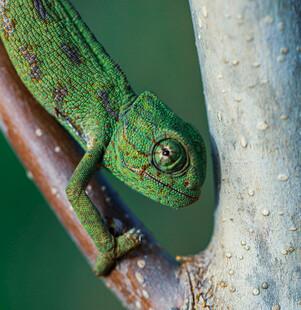树枝上的绿色变色龙