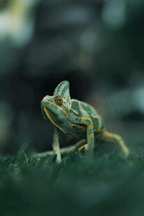 绿色变色龙于草丛中