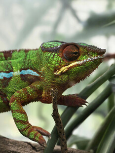 树枝上的多彩变色龙
