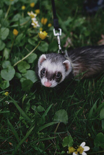草地上的可爱雪貂