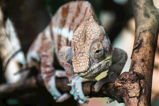 树枝上的变色蜥蜴