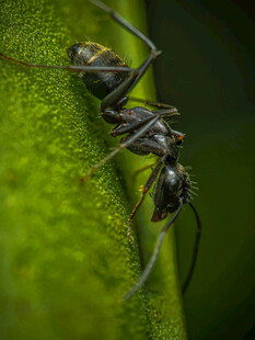 绿叶上的蚂蚁特写