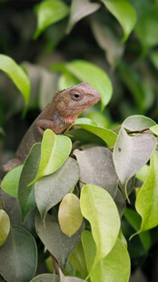 绿叶间的小蜥蜴