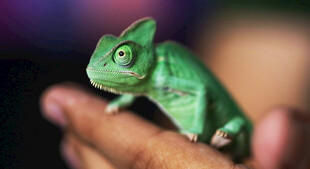 手掌上的绿色变色龙