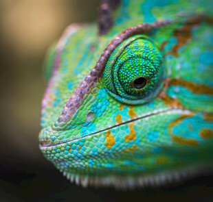 多彩变色龙特写