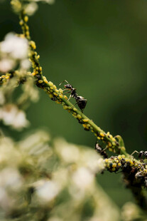 蚂蚁在植物枝条上活动