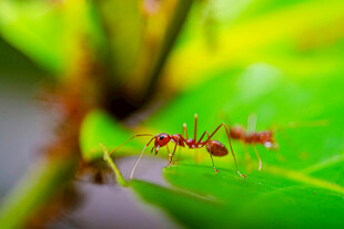 绿叶上的红色蚂蚁