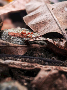 枯叶下的神秘小生物