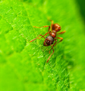绿叶上的红蚂蚁