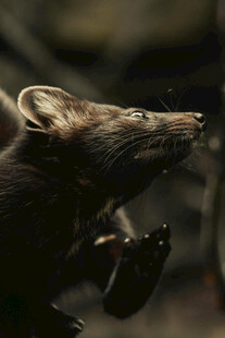 可爱小老鼠微仰头部瞬间