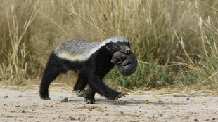 蜜獾叼物行走于野外