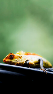 多彩蜥蜴栖息于黑色物体上