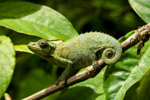 树枝上的绿色变色龙
