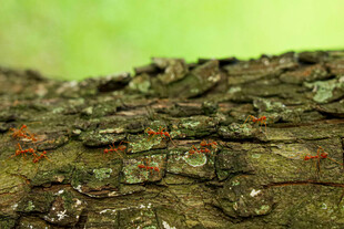 树干上忙碌的蚂蚁群落