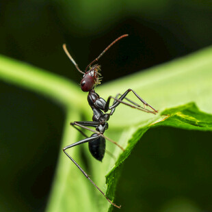 黑蚂蚁踞于绿叶之上