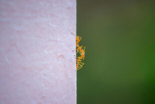 墙角处的橙色小昆虫