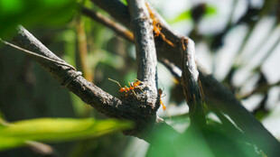 树枝上忙碌的蚂蚁